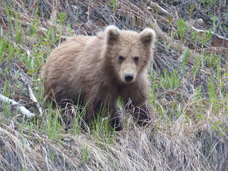 Obraz premium brown bear cub
