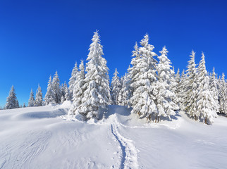 Fototapeta na wymiar Pine trees in the snowdrifts. Blue sky. On the lawn covered with snow there is a trodden path leading to the forest. Beautiful landscape on the cold winter morning.
