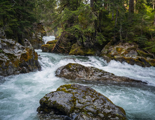 Glacier-fed Chinook Cascades flowing downward thru boulders in a forest setting at Mount Rainier National Park Washington State