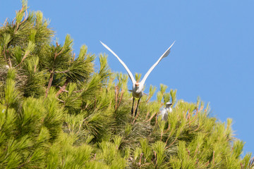Garzetta in volo con ali a formare una V con sfondo la chioma di un pino e il cielo azzurro © Eroyka