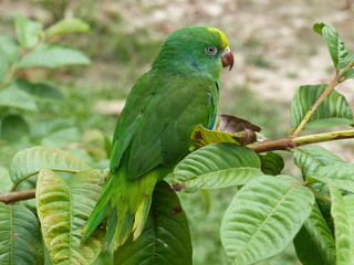 green winged macaw