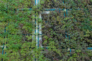 Green fence at the multistorey parking lot. Climbing grapevines. Modern architecture example.