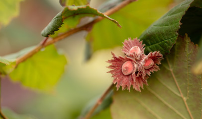 Red hazelnut nuts on tree branches in summer.