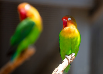 Lovebirds in a park in nature.