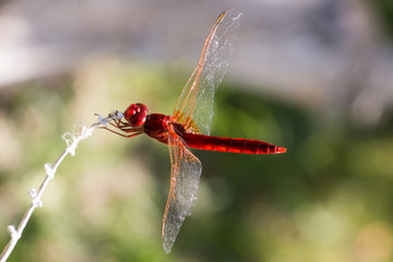 Libellula rossa scarlatta posata su un ramo. Macro insetto