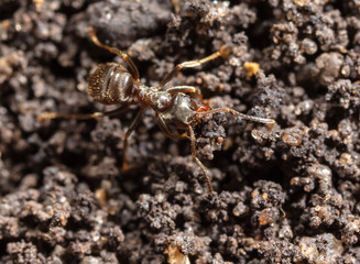 Ant crawling on the ground.
