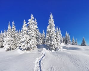 Pine trees in the snowdrifts. Blue sky. On the lawn covered with snow there is a trodden path leading to the forest. Beautiful landscape on the cold winter morning.