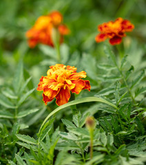 Beautiful orange flowers in the summer park.