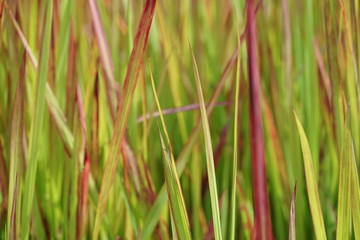 Imperata cylindrica