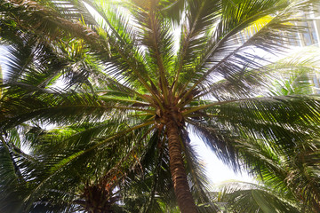 Fototapeta premium Large green branches on coconut trees against the sky
