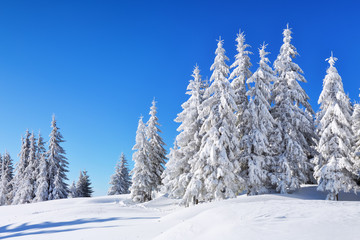 Beautiful landscape on the cold winter morning. Pine trees in the snowdrifts. Lawn and forests. Snowy background. Nature scenery. Location place the Carpathian, Ukraine, Europe.