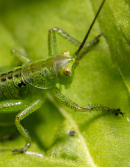 Green grasshopper in grassy vegetation.