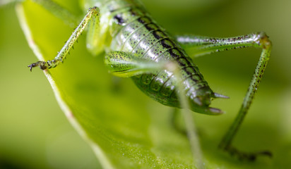Green grasshopper in grassy vegetation.