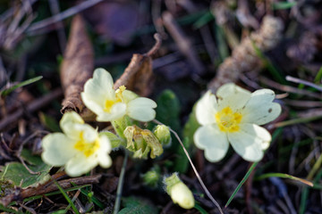 Makroaufnahme von Blumen