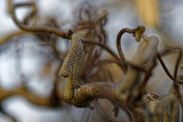 Makroaufnahme von Knospen