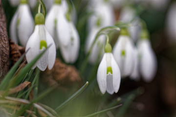 Makroaufnahme von Blumen