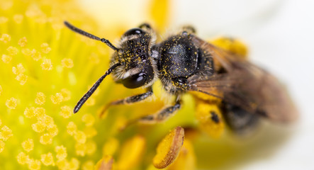 Closeup a bee on a yellow flower
