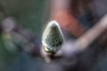 Makroaufnahme von Blumen