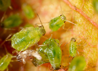 Close-up of aphids on a leaf of a tree.