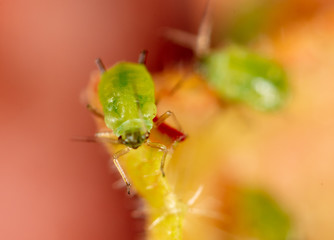 Close-up of aphids on a leaf of a tree.