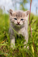 Fototapeta premium Portrait of a little kitten in green grass