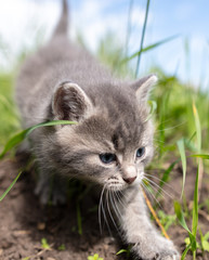 Obraz premium Portrait of a little kitten in green grass