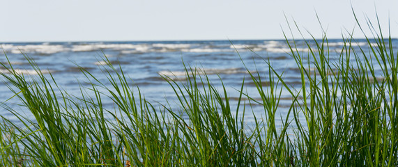 Menschenleeres Ufer mit Dünengras und Meereswellen im Hintergrund im Panoramaformat