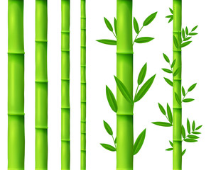 Fototapeta na wymiar Bamboo tree leaves and plant, sticks or sprouts