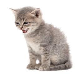 Little fluffy kitten isolated on a white