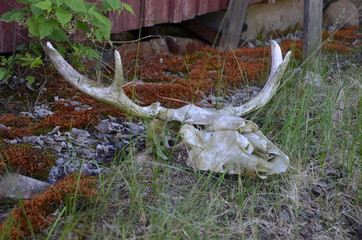 Fototapeta premium deer skull