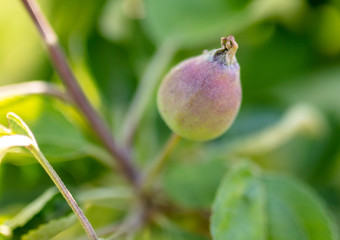 Little red apples in the garden.