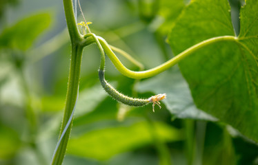 Close-up of a cucumber on a plant.