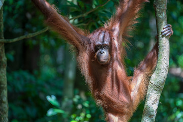 Wild orangutan in rainforest of Borneo, Malaysia. Orangutan monkey in nature