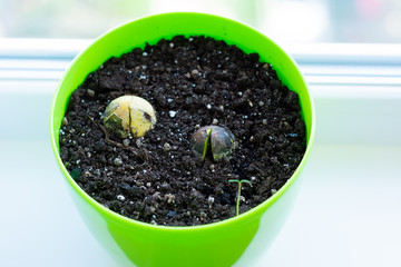 Avocado seeds in the pot