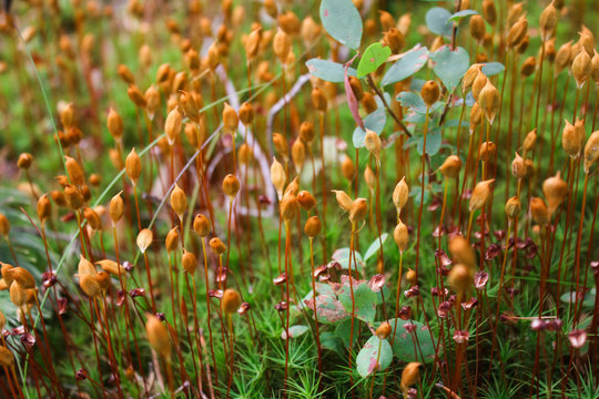 Polytrichum moss or cuckoo's flax, a male plant