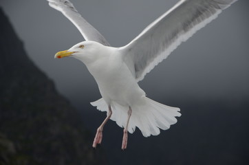 seagull in flight