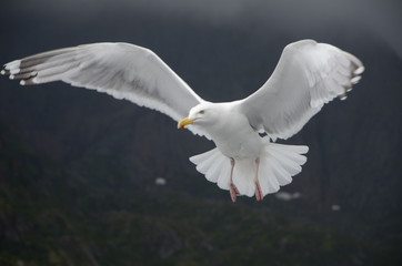 seagull in flight