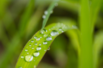 Water drops are on a grass leaf after rain.