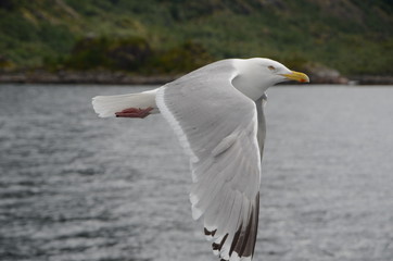 seagull in flight