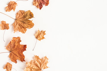 Autumn composition. Dried maple leaves on white background. Autumn, fall, thanksgiving day concept. Flat lay, top view