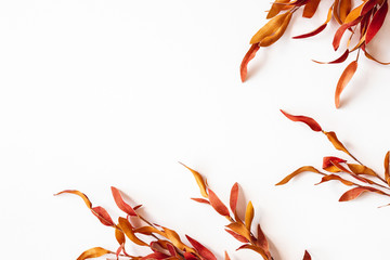 Autumn composition. Red leaves on white background. Autumn, fall, thanksgiving day concept. Flat lay, top view