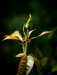 Closed rose flower in the park.