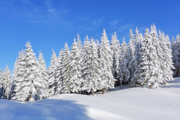 Winter scenery. Natural landscape with beautiful sky. Amazing On the lawn covered with snow the nice trees are standing poured with snowflakes. Touristic resort Carpathian, Ukraine, Europe.