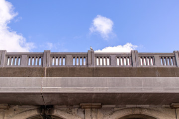 稚内市北防波堤ドーム公園の海鳥