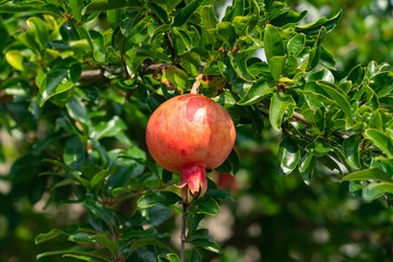 Pomegranate fruit has become in JAPAN.