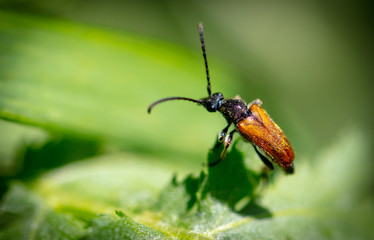 Close-up of a beetle on the grass in nature.