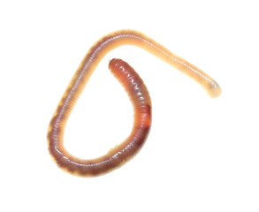 Earthworm on a white background.