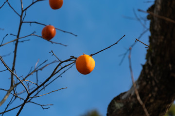 Persimmons are ripe with tree in Nagano prefecture, JAPAN.
