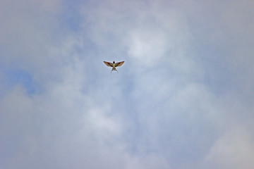 barn Swallow with open wings. The background of blue sky with clouds. Birds. nature. summer.