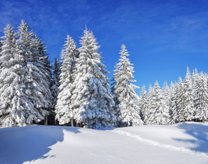 Pine trees in the snowdrifts. Blue sky. On the lawn covered with snow there is a trodden path leading to the forest. Beautiful landscape on the cold winter morning.